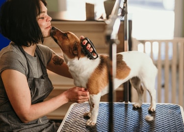 Dog groomer combing hair on a dog