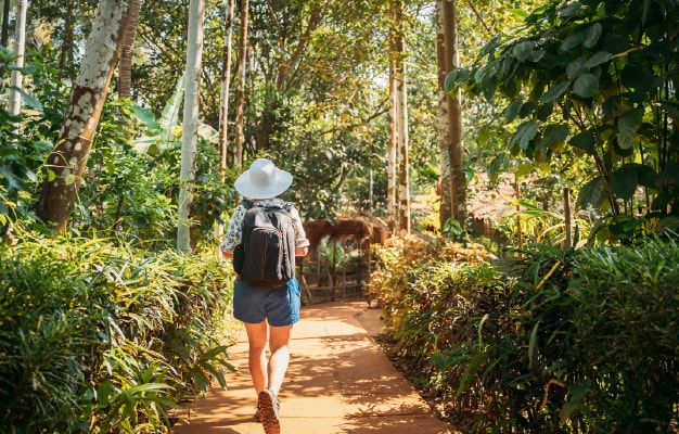 An exotic view of a jungle trail