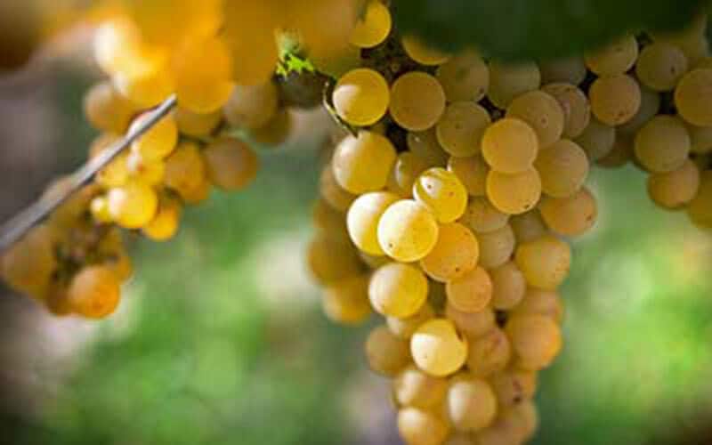 Centurion Living Wine