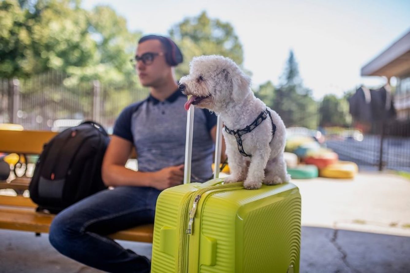 cost to fly a dog internationally