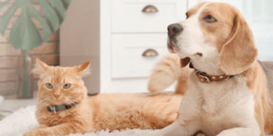 Hospital Veterinario UNAM-Banfield Dedicated