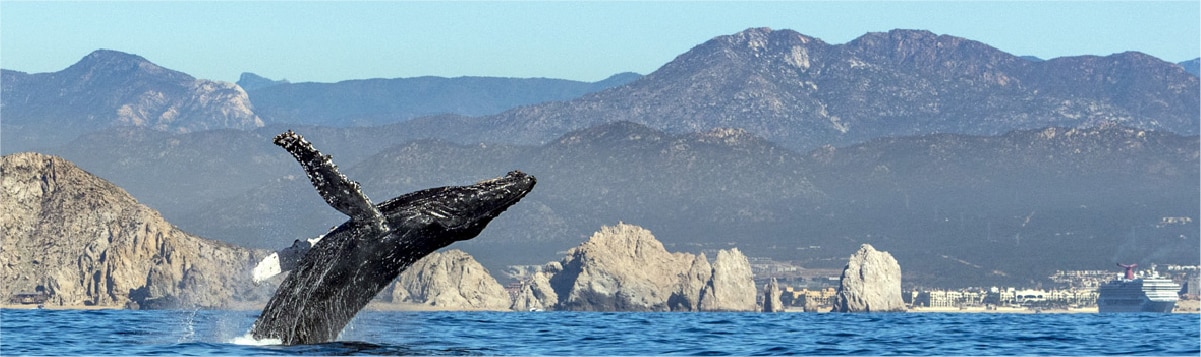 ballena saltando en el mar
