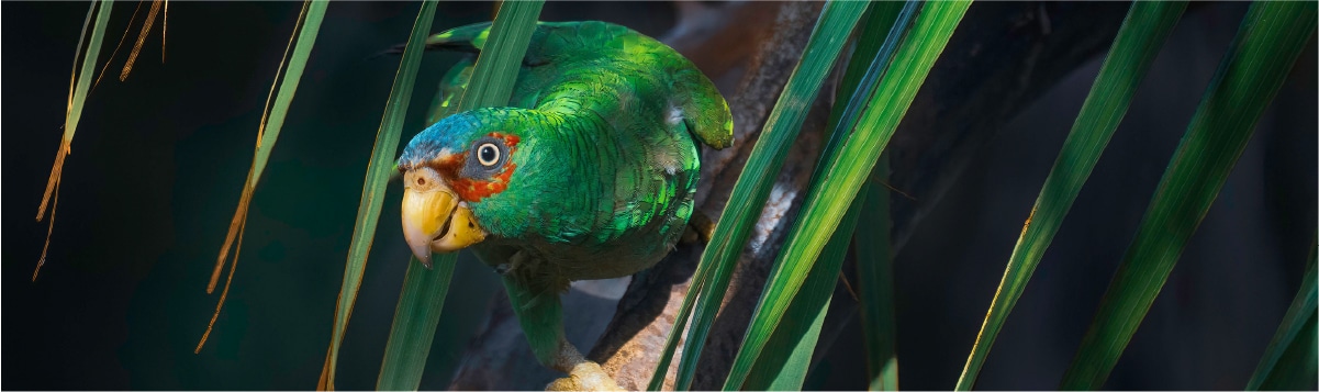 ave entre las plantas