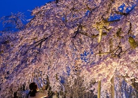 アメックスイベント 知新の扉™ 世界遺産 醍醐寺2025 特別観桜 Only for Amex