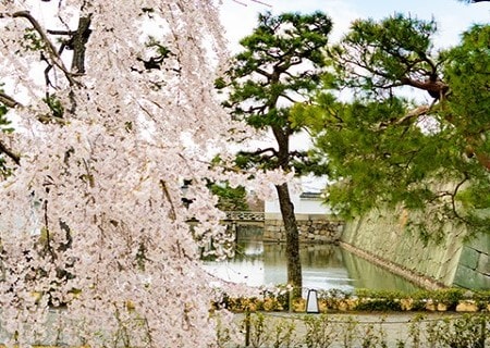 アメックスイベント 知新の扉™ 世界遺産 醍醐寺2025 特別観桜 Only for Amex