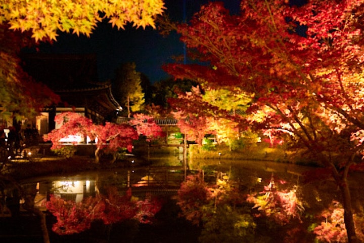 ひときわ印象に残る、水面に映る紅葉の水鏡 幻想的な美に魅了される夜