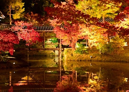 紅葉の高台寺 2025 プレミアムビューイング Only for Amex