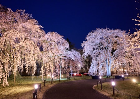 世界遺産 醍醐寺2026 特別観桜 Only for Amex 