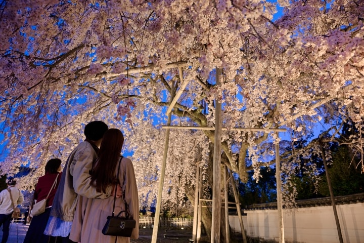 夜空を覆う満開の太閤しだれ桜　浮世離れした美に思わず感嘆の声