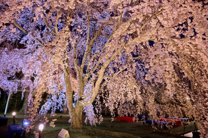 生演奏とともに桜を楽しむ、至福のひととき