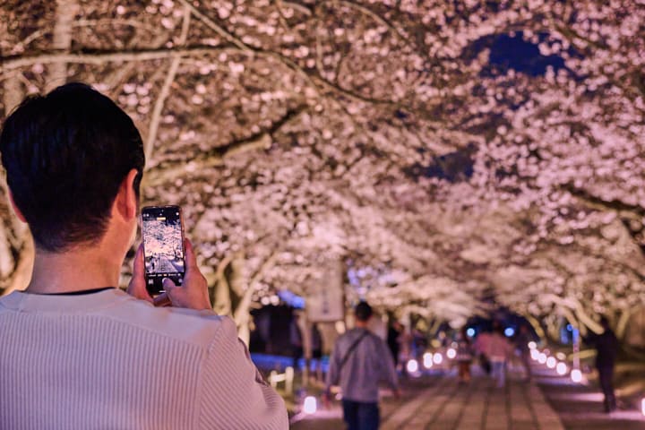 参道を彩る夜桜のトンネル　一夜限りの絶景