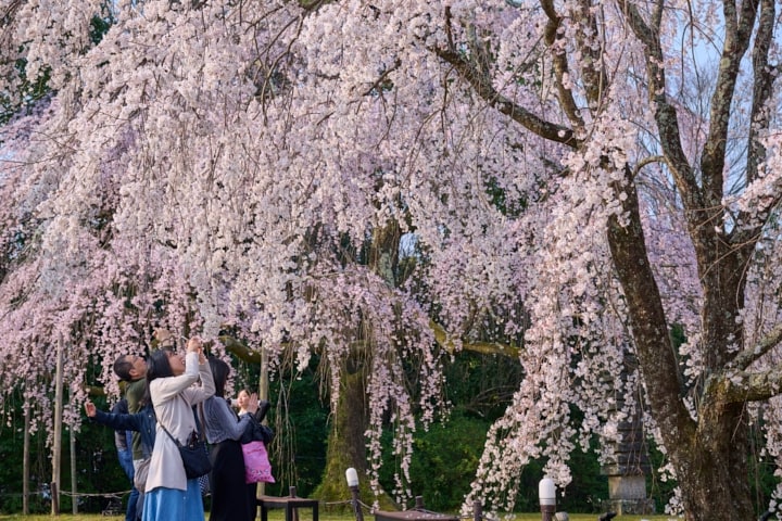 早朝の静寂に包まれ、手を伸ばせば　届きそうな満開のしだれ桜
