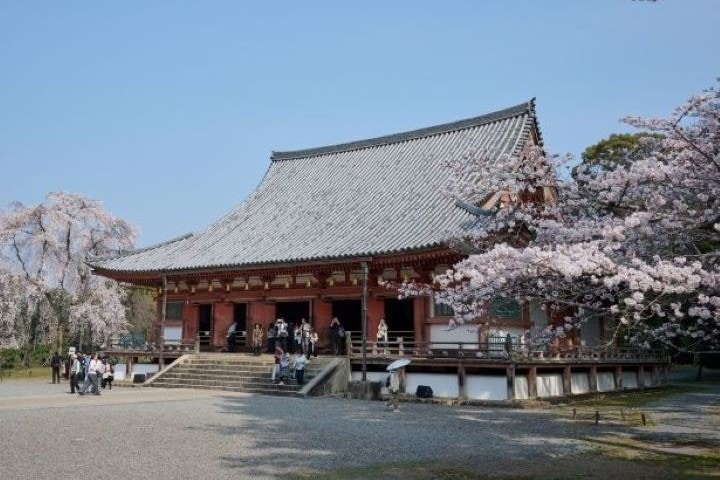 満開の桜に彩られた国宝 金堂　通常は非公開の内部を特別に拝観