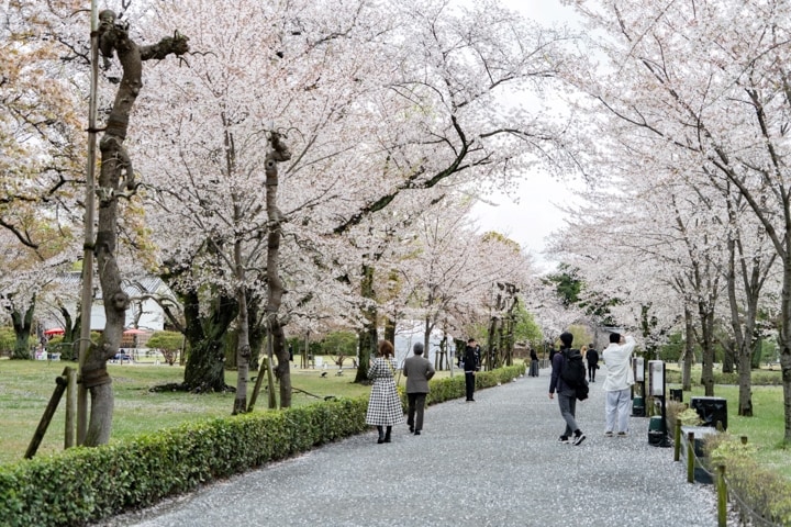 満開のしだれ桜やソメイヨシノに包まれた桜並木で雅なお花見を楽しみます