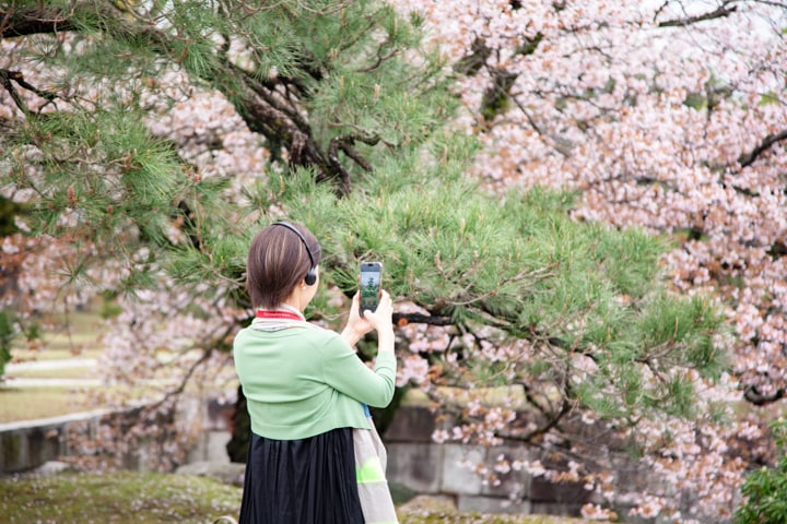 フォトスポットのひとつ、松の翠と桜のコントラストが際立つ内堀沿いの景観