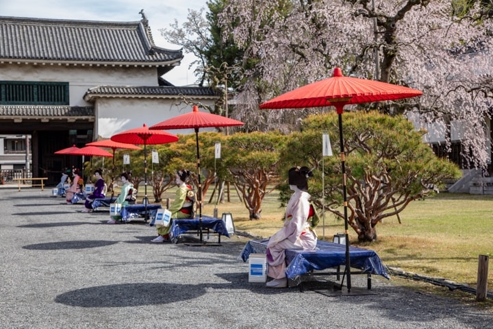 通常立ち入れない北大手門前に、「Platinum Experiences」の観桜専用エリアをご用意
