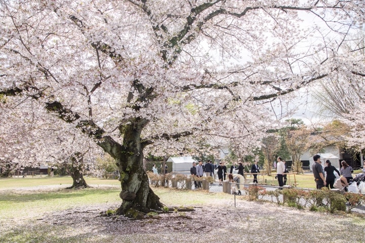 標本木の桜が桜吹雪に染める庭は、一幅の絵画を見るような美しさ