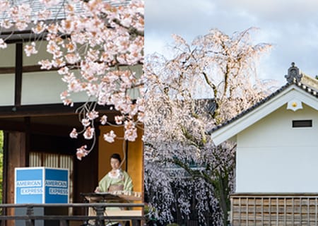 世界遺産 二条城 2026 早朝貸切 桜めぐり Only for Amex 