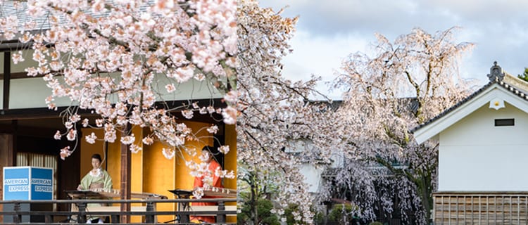 世界遺産 二条城 2026 早朝貸切 桜めぐり Only for Amex