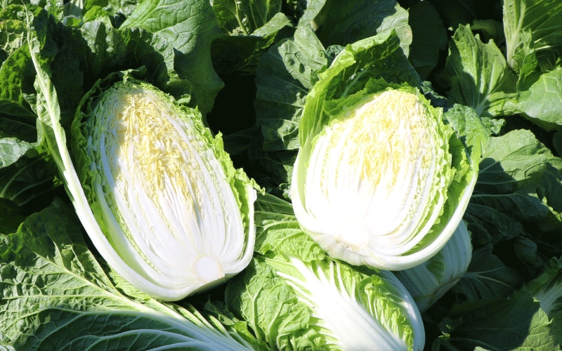 11月に旬を迎える野菜