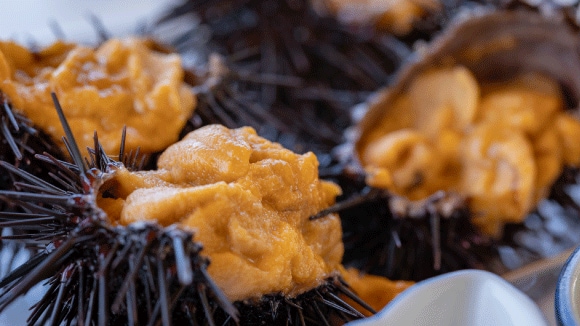 ウニの種類による味や旬の違いは？食のプロが感動したウニの名店も紹介