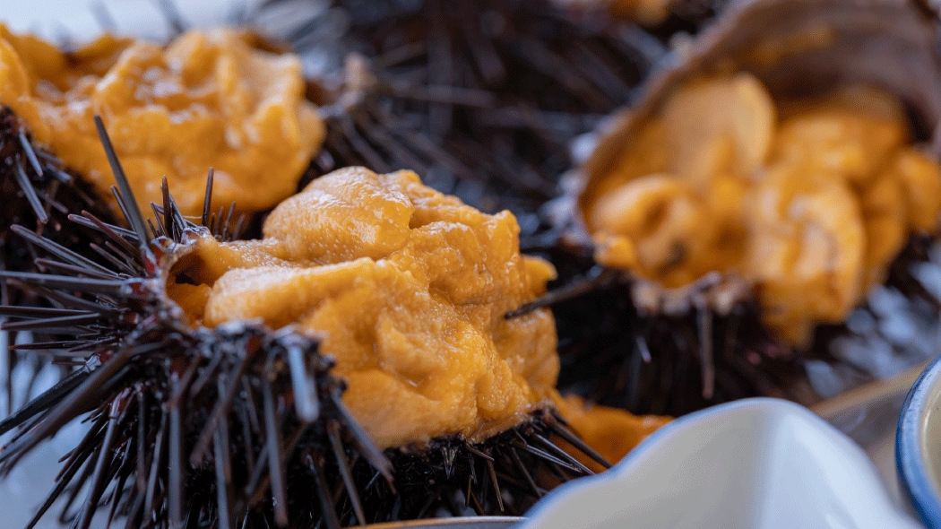 ウニの種類による味や旬の違いは？食のプロが感動したウニの名店も紹介