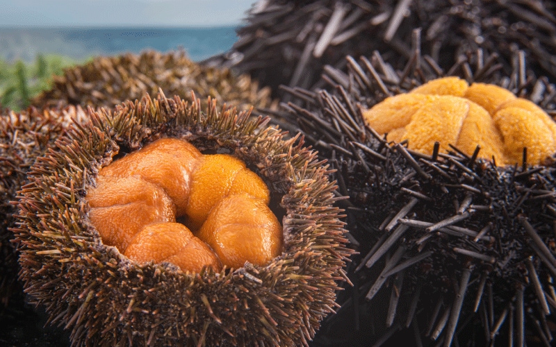 ウニのベストシーズンと種類