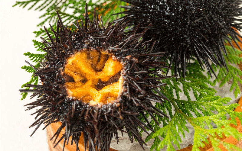 ウニのベストシーズンと種類