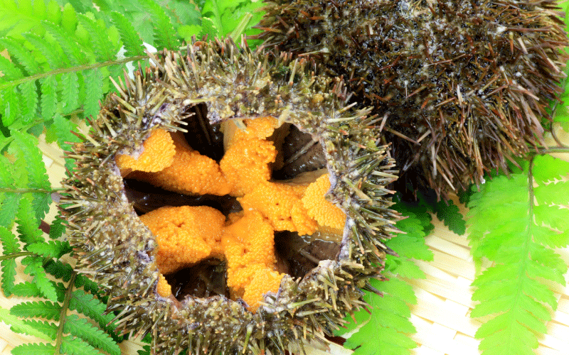 ウニのベストシーズンと種類