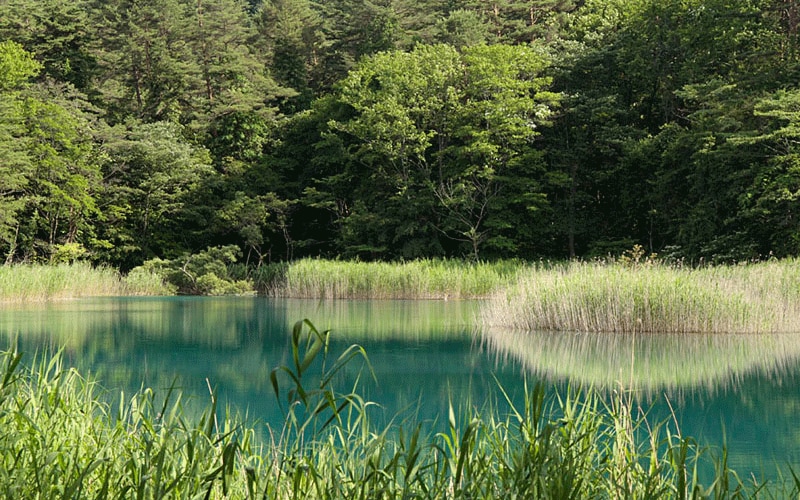 弁天沼、るり沼
