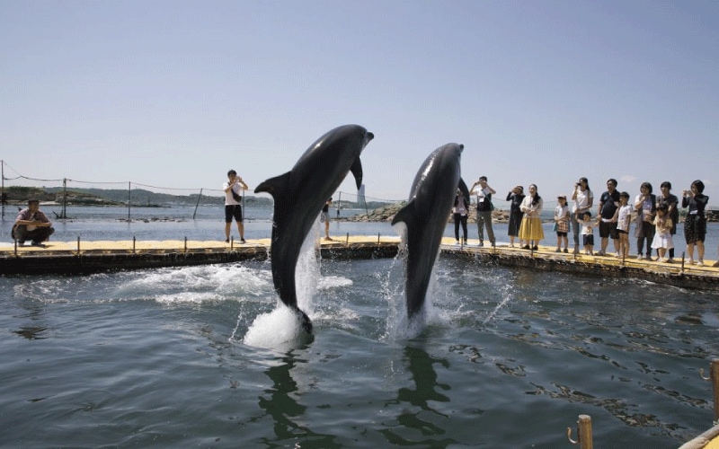 イルカの触れ合い体験も楽しめるサンセットビーチを満喫したら一路帰路へ