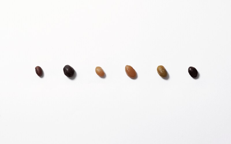 豆ごとの味の違いを食べ比べ。「甘納豆かわむら」の甘納豆