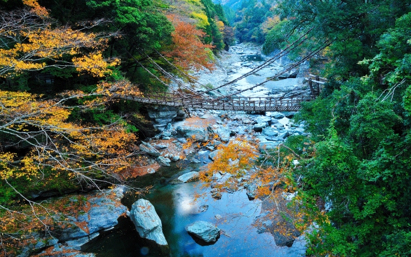 世界の旅人を魅了する、徳島有数の見どころ「祖谷のかずら橋」とは？