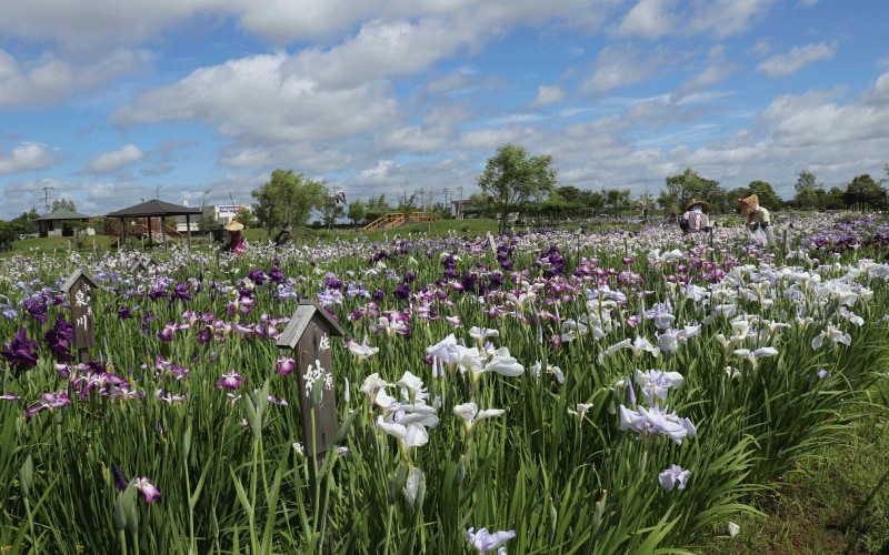 船上から花鑑賞できる貴重な体験「水郷佐原あやめパーク」