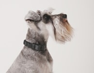 愛犬のためのグッドアイデア