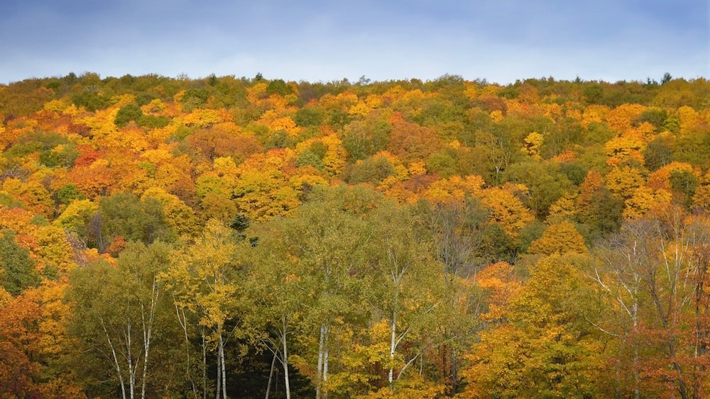 見渡す限りが秋色に染まる、ニセコの原生林。