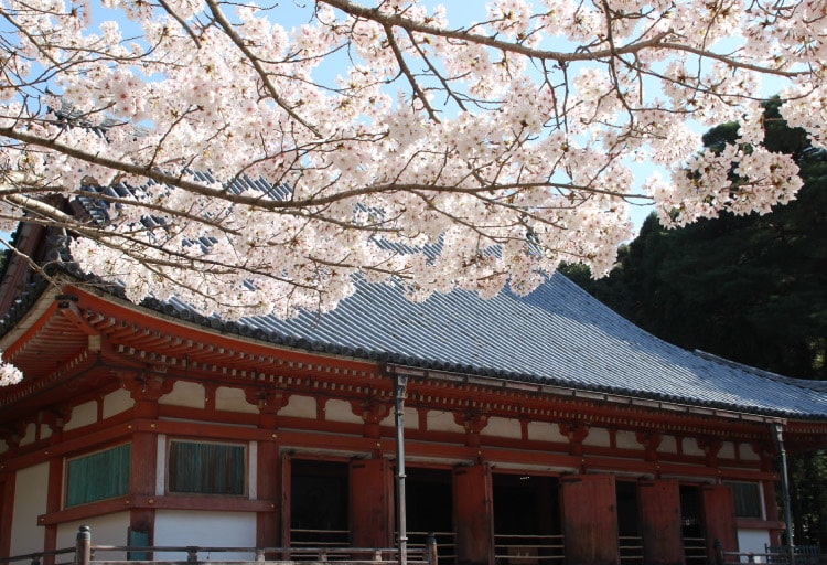 世界遺産 醍醐寺の特別観桜 Only for Amex（夜間貸切）