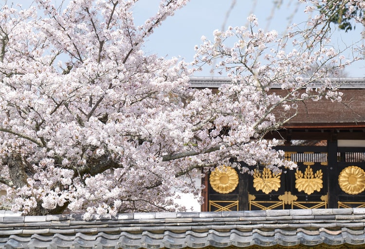 世界遺産 醍醐寺の特別観桜 Only for Amex（夜間貸切）