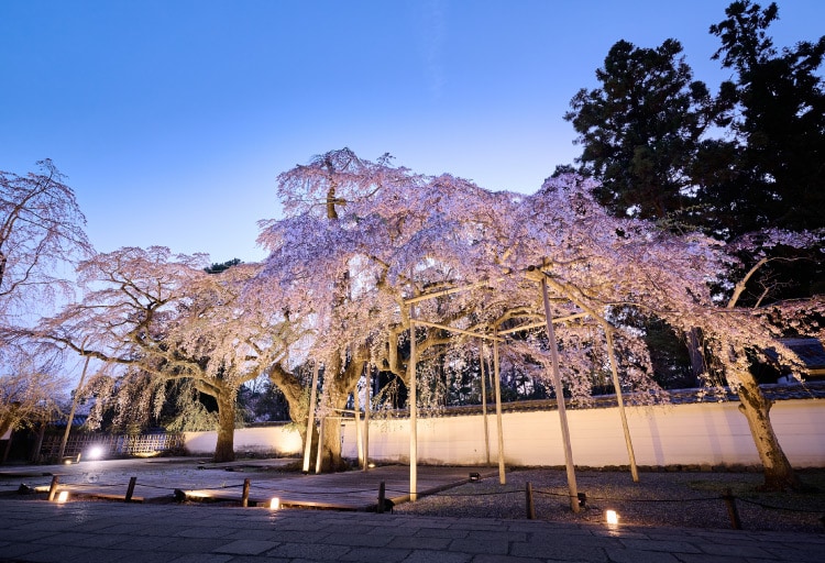 世界遺産 醍醐寺の特別観桜 Only for Amex（夜間貸切）