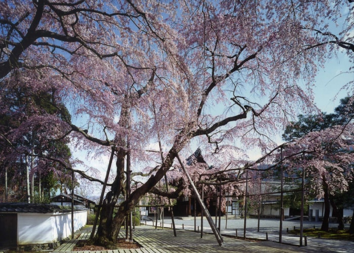 醍醐の桜