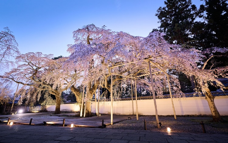 醍醐の桜（大枝垂れ桜） 三宝院