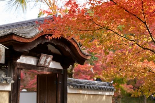 紅葉の高台寺 プレミアムアクセス Only for Amex
