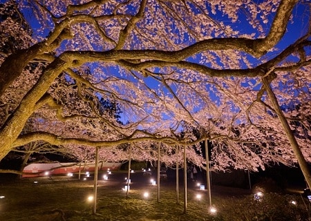 世界遺産 醍醐寺の特別観桜 Only for Amex