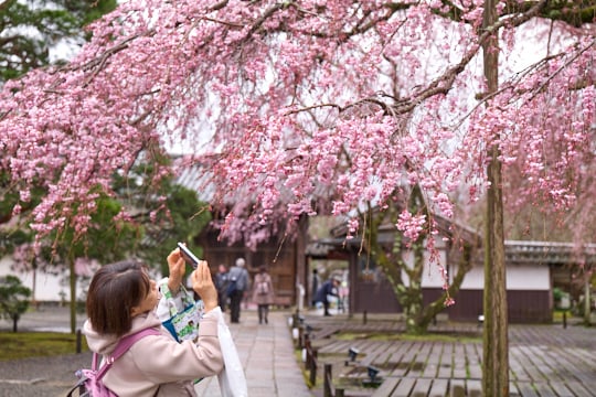 早朝の清閑な瑞みずしい桜の美に出会う									