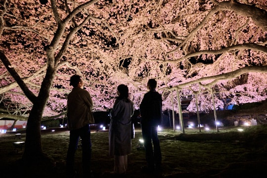 桜に包み込まれる圧倒的なスケール感。醍醐の花見に想いを寄せ、圧巻の夜桜を愛でる