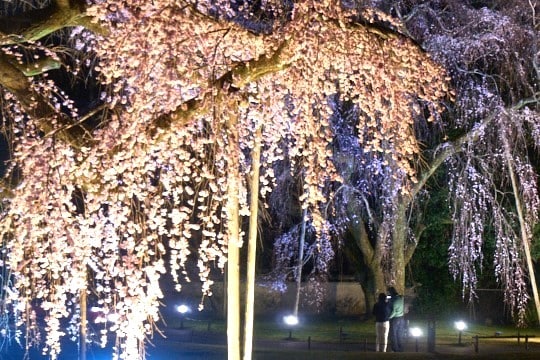 樹齢190年、歴史を紡ぐ壮麗な夜桜に魅了されるひと夜限りの観桜