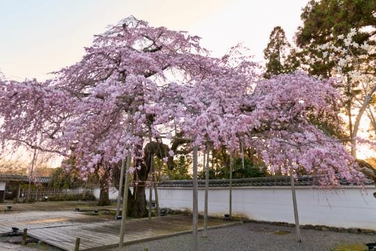 悠久の時を超え、醍醐寺の桜が、未来へと受け継がれることを願う								