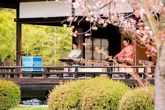 琴演奏を聴きながら桜を愛でる贅なお花見