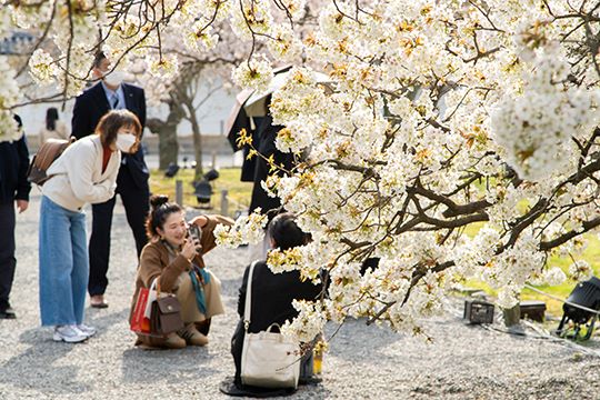 清々しい朝の空気に包まれゆったり桜を愛でる春爛漫のひととき				