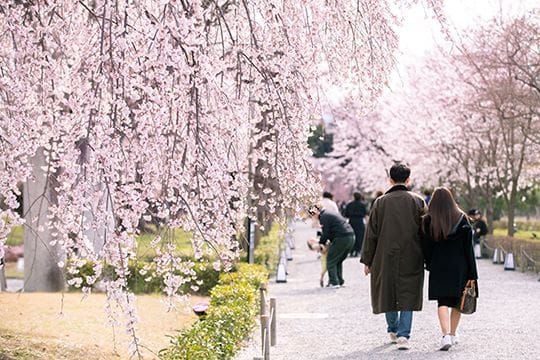 桜花爛漫の城内、ゆったりと清流園の桜並木を散策